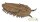 RIESEN-TRILOBIT (REDLICHIA REX TRILOBIT) (L)
