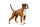 BOXER (L)