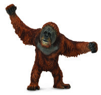 ORANG-UTAN (L)
