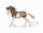 MUSTANG STUTE - BAY SPLASH OVERO (XL)