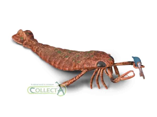 JAEKELOPTERUS (XL)