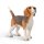 BEAGLE (M)