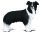 * BORDER COLLIE (M)