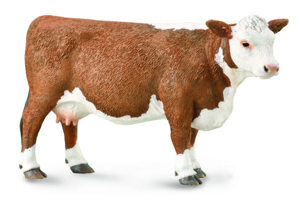 HEREFORD-KUH (L)