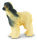 * AFGHANISCHER WINDHUND (L)